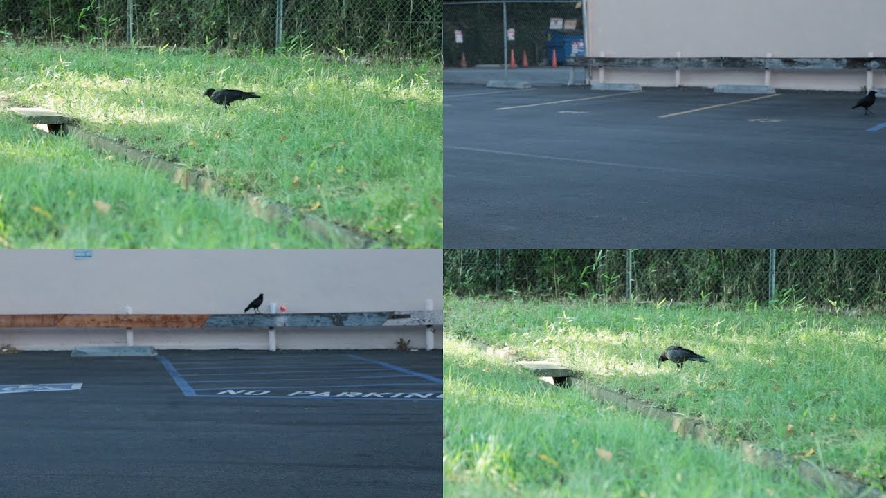 Aug. 22, 2015 (Sat.) Crows in USA, Crows in Japan