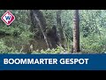 Boommarter met jongen vastgelegd op wildcamera - OMROEP WEST