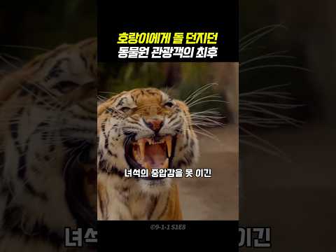호랑이한테 시비 걸던 관광객의 최후
