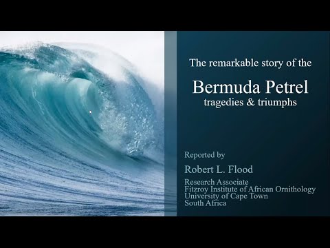 The Bermuda Petrel: tragedies & triumphs