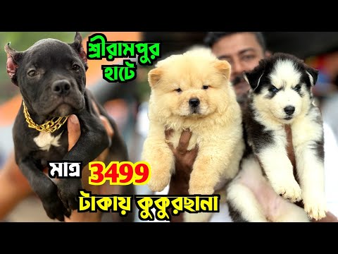 Serampore Pet Market. Dog Market in Kolkata Price. Pet Market in Kolkata.