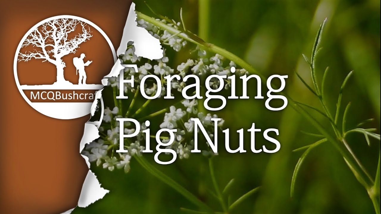Bushcraft Foraging: Pignuts - YouTube