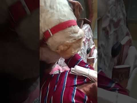 Jerry shows his love #labrador #doglovers