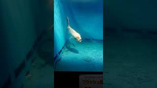 横になったマンボウ