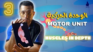 الوحدة الحركية والعضلات الهيكلية|👌✨ Motor Unit