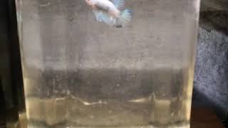 Download lagu ikan cupang, fencye lagi ngedok mp3