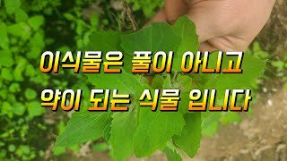 이풀은 잡초가 아니고 약초입니다 기억해 두셨다가 잘 활용해 보세요