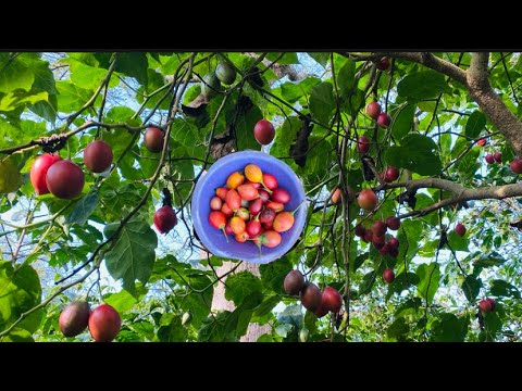 Harvest Tamarillo |Tree Tomato.