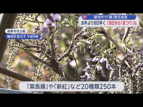 YouTube Video 去年より8日早い「藤の開花宣言」　18日からは「藤まつり」　静岡・藤枝市の市の花は「藤」　