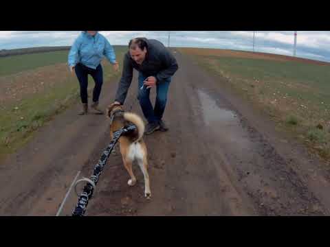 Zughundekurs 16.03.2019