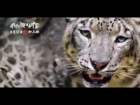 [HD] "Born in China" behind the scenes Making of Snow Leopard