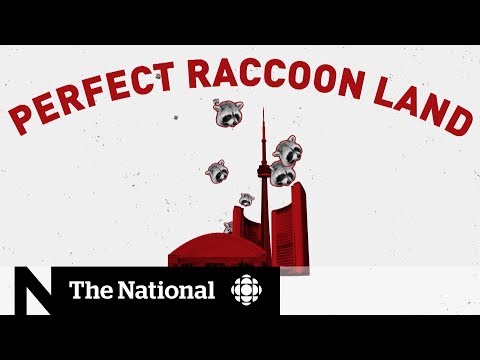 Is Toronto the raccoon capital of Canada?