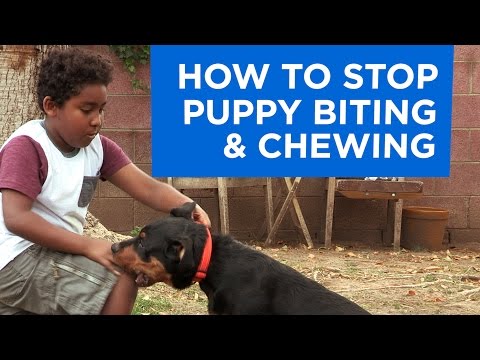 How to  Stop Puppy Biting and Chewing
