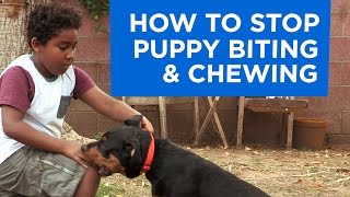 How to  Stop Puppy Biting and Chewing