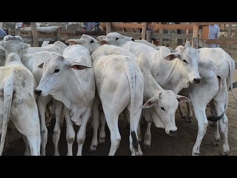 Cattle Fair in Cachoeirinha, PE, January 8, 2026