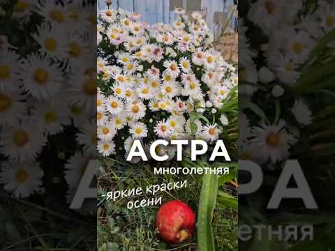 фото астры многолетние. корневища от 10 руб. 9 сортов. питомник 0