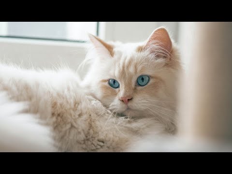 Relaxing Music for Cats - Harp Music to Calm Cats, Relaxation, Deep Sleep, Stress Relief