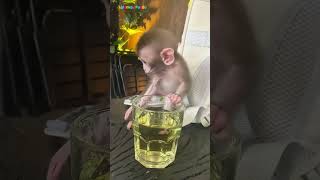 Download lagu Lisa goes to drink coffee #monkey #animals #cute #funny #trendingshorts #viral #shots #memes mp3