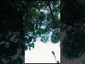 Kalyanaanti Ayyanar Kovil Rajapalayam Chokanathanputhur Ayyanar