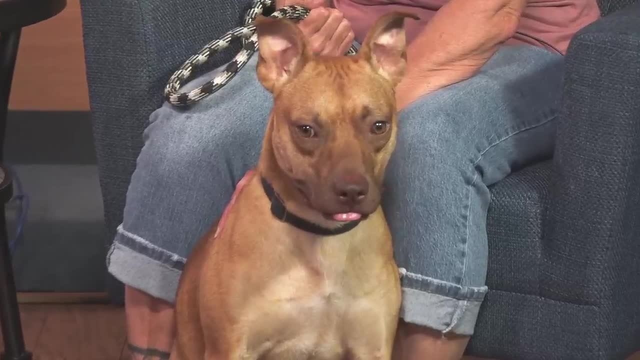 Enlarge Flik, a Adoptable Mixed Breed in Parkersburg, WV video 6/6