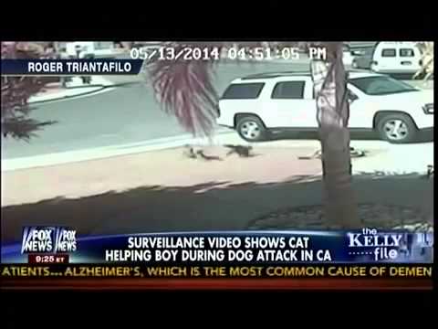 Cat Saves Child From Dog Attack!!!