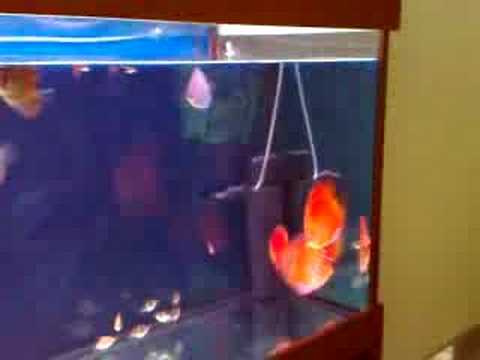 My new 4ft discus fish tank!!