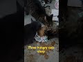 Three Hungry Cats Slurping