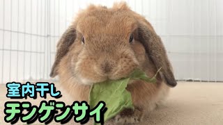 食いつき抜群！うさぎ用手作りおやつ【チンゲンサイ/青梗菜/Rabbit eating bok choy】