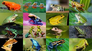 Why These Frogs Are Considered Nature's Art