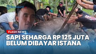 Sedihnya Peternak, Sapi Kurban Seharga Rp 125 Juta yang Dipesan Prabowo Mati, Belum Dibayar Istana