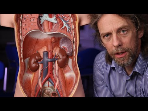 Coeliac plexus and ganglia anatomy