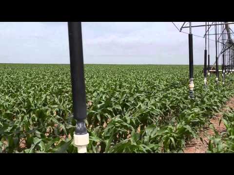 Dalhart, Texas Farmers: Stewardship Leads to Sustainability