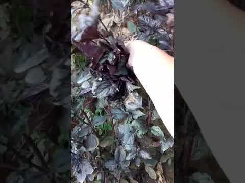 #reyhan#qişhazirliqi#kendheyati #america #asmr #america #shorts #youtubeshorts#keşfet