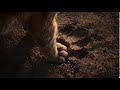 Disney The Lion King Nestlé Breakfast Cereals Promotion