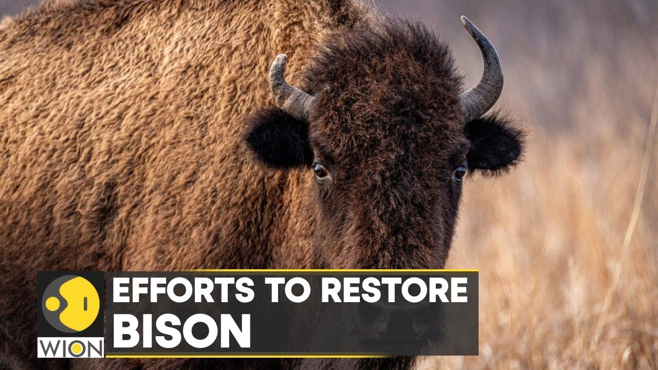 WION Climate Tracker: Efforts to restore Bison across North America | World English News | WION