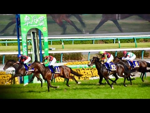 2017.04.16皐月賞(G1)勝ち馬アルアイン＆松山弘平＠中山競馬場