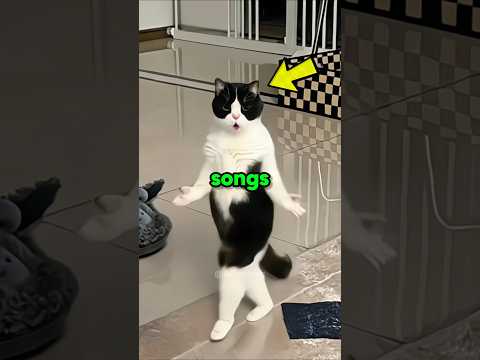 Never Play This Song To Your Cat! 🤣🐾     #cat #funny #pets