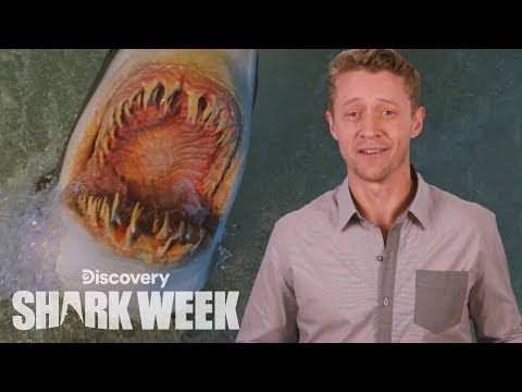鯊魚的攻擊｜鯊魚周的 "每日咬人 "活動。 (When Sharks Attack | Shark Week's The Daily Bite)