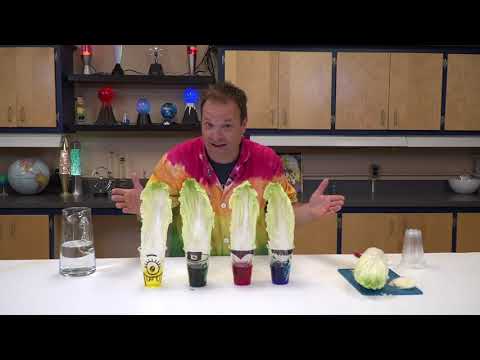 Expérimente les plantes vampires !