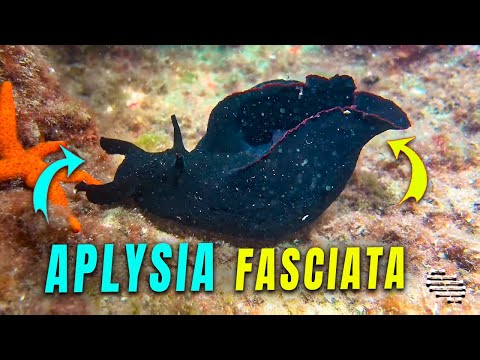 Aplysia fasciata