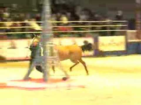 Kwestura in Paris, 2007