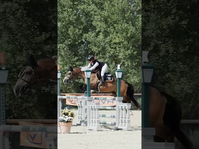 Cavalla PFS Pony Francese da Sella In vendita 2014 Baio