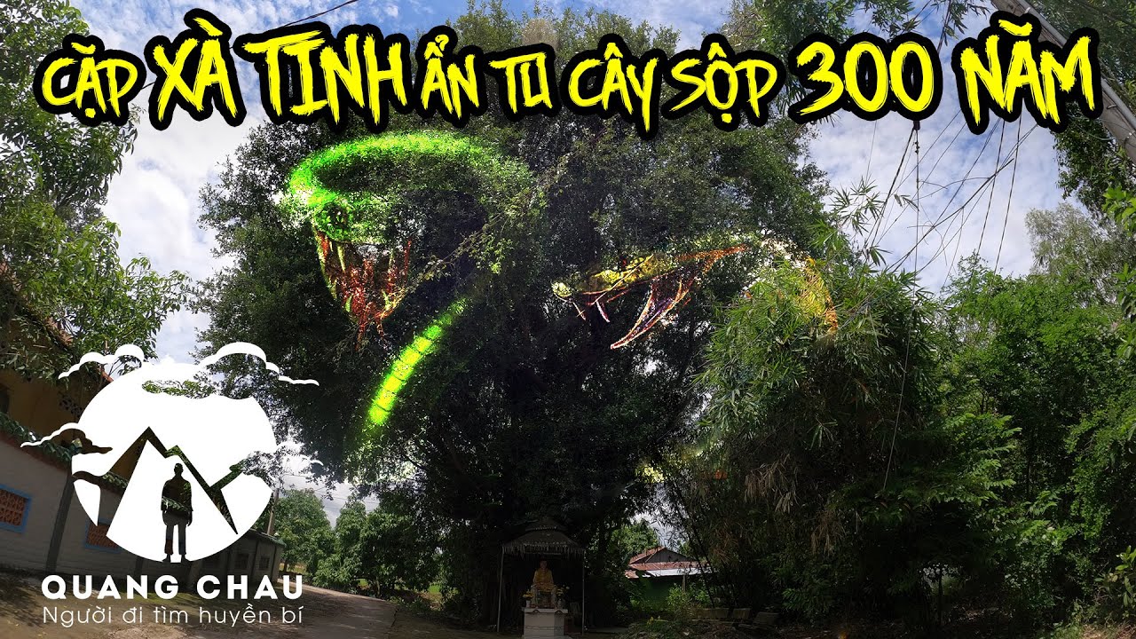 Chuyện có thật vợ chồng Xà Tinh Ẩn Tu ở Cây Sộp 300 năm tuổi để bảo vệ Hoà Thượng Tịnh Tu