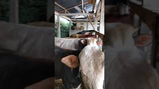 Download lagu Bapak dahmat jual sapi kurban almt sawahan pesidi Grabag Jawa tengah. mp3