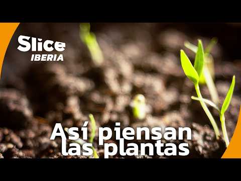 Los Secretos de las Plantas: Ciencia, Supervivencia y Evolución | SLICE Iberia | DOCUMENTAL COMPLETO