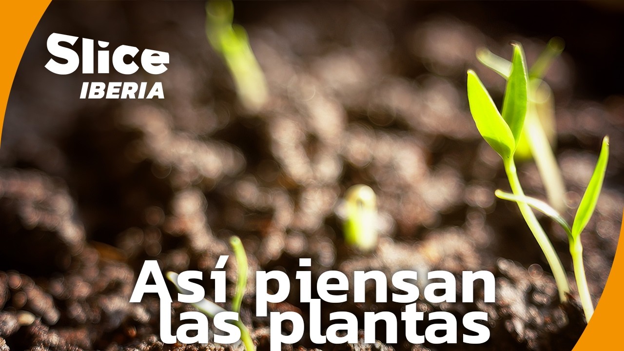 Los Secretos de las Plantas: Ciencia, Supervivencia y Evolución | SLICE Iberia | DOCUMENTAL COMPLETO