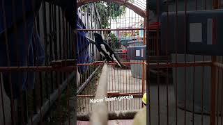 Download lagu KACER isian Gereja tarung mp3