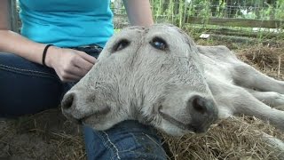 Farmer Shocked When Cow Gives Birth to Two-Faced Calf