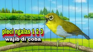 Download lagu Pancingan‼️Pleci Ngalas 123 Tembakan Manggil Pleci Lain,100% Bikin Pleci Bahan Cepat Bunyi Gacor mp3