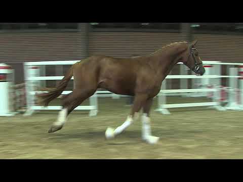 30. Meckl. Körtage 2020 - Kat.Nr. 8  Jungehnsgt v. De Niro Gold - Swarovski